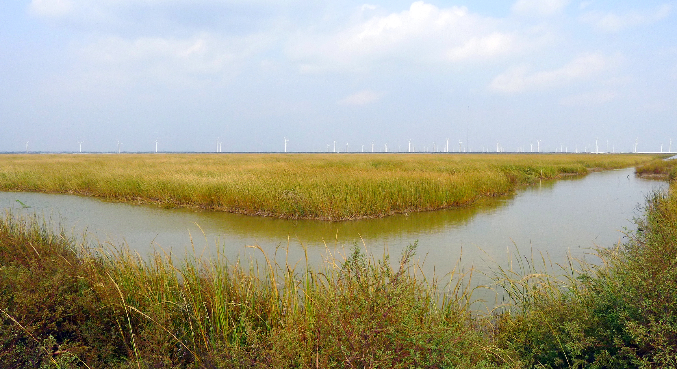 大丰国家海涂湿地公园
