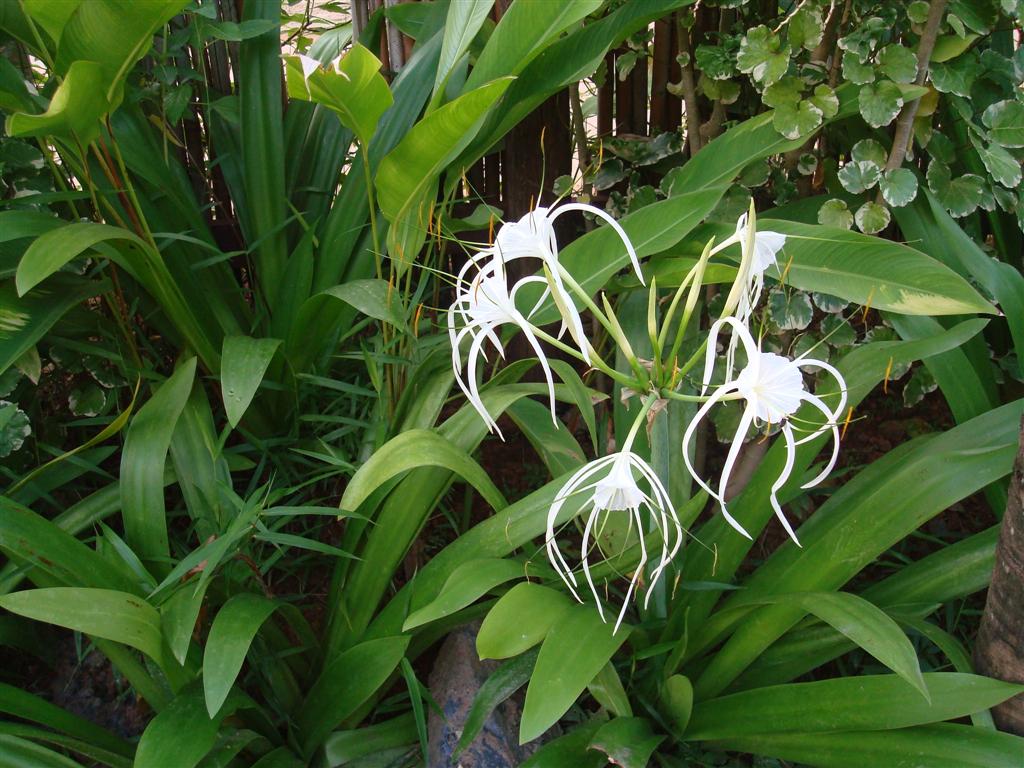 硬骨草属, a target="_blank" href="/item/石竹科/1168318" data