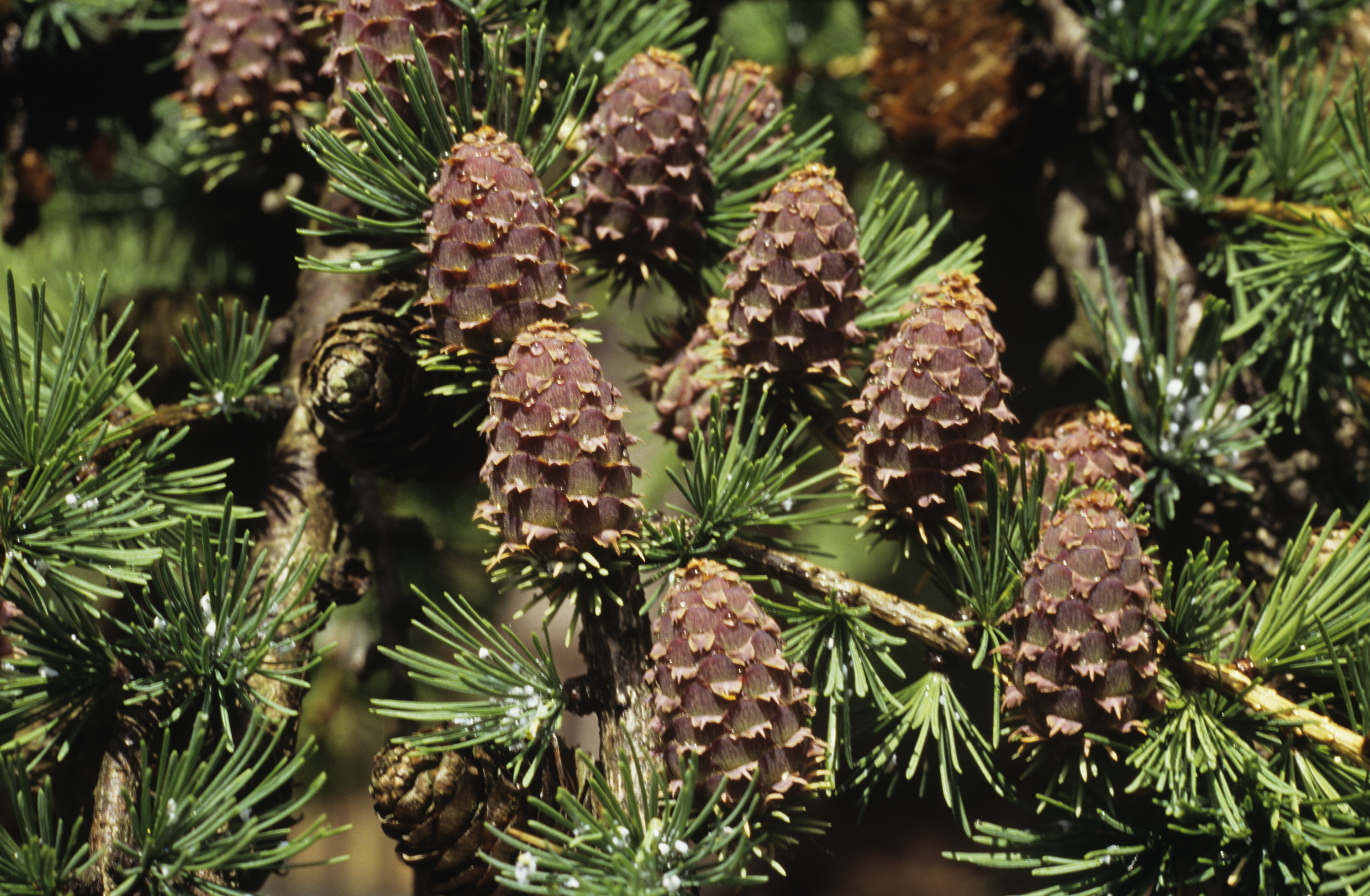 是松科,落叶松属落叶乔木.在原产地高达35米.