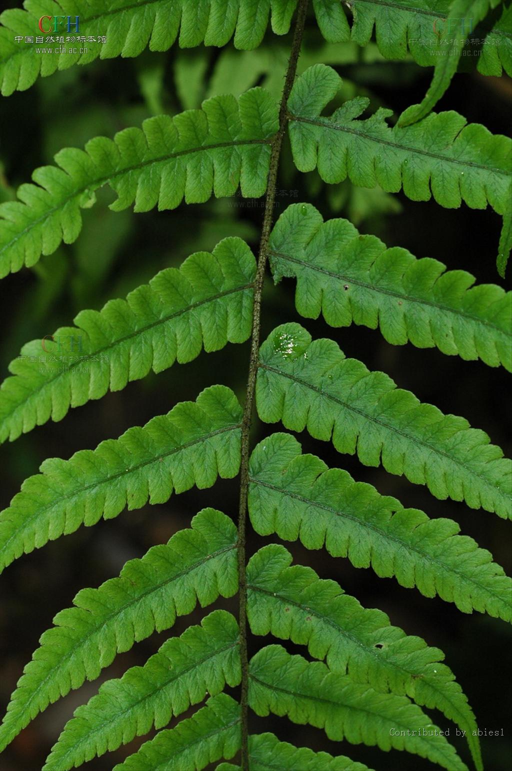根状茎长横卧,先端斜升;叶近簇生. /p>