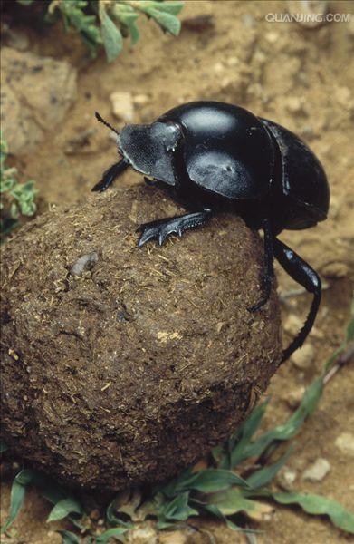  p>蜣螂(qiāng láng,英文dung beetle)俗称屎壳郎(shǐ ke làng)