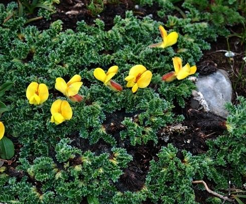 是 a target="_blank" href="/item/双子叶植物纲">双子叶植