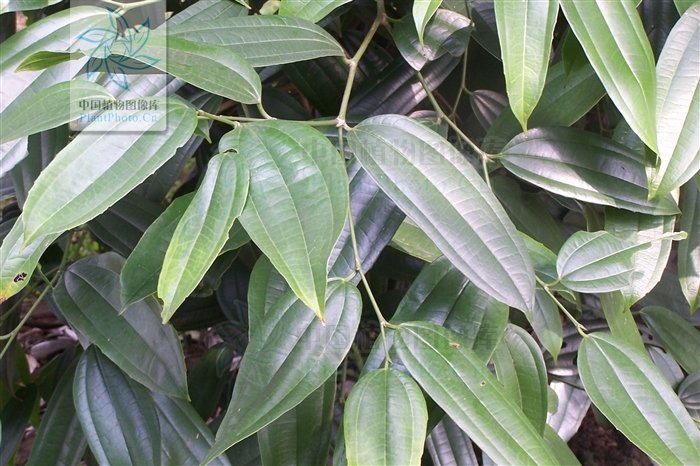  p>菲律宾朴树(学名: i>celtis philippensis  /i>blanco),为双子叶