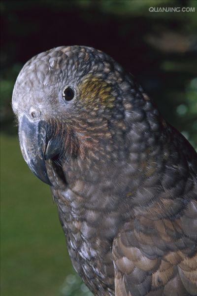 是典型的 a href="#" data-lemmaid="2021723">攀禽 /a>,鸟喙强劲有力