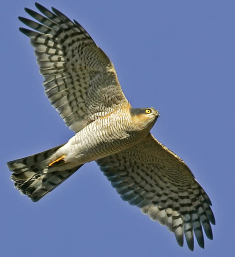 eurasian sparrowhawk