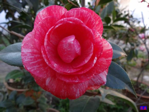  p>粉丹:福建别名—— a href="#" data-lemmaid="6533124">五色赤丹 