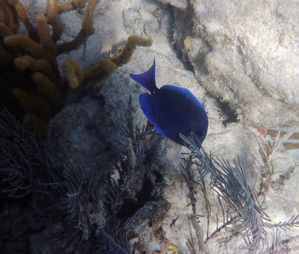  p>蓝刺尾鱼(学名:acanthurus coeruleus).此鱼体呈卵圆形.