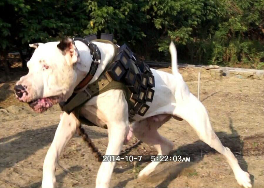  p data-id="go1adsmtr7">库达犬(bully kutta