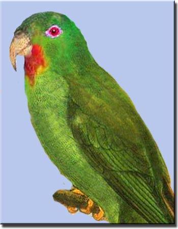  p>红颏吸蜜鹦鹉(学名:charmosyna rubrigularis)羽色 绿色,下颏红色