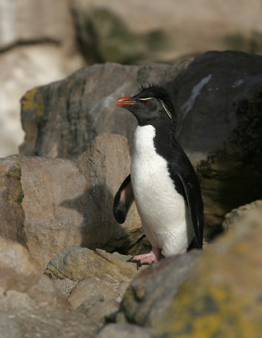  p data-id="tj32y94rywpk">凤头黄眉企鹅是企鹅目企鹅科冠企鹅属鸟类