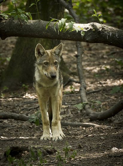 canis lupus pallipes