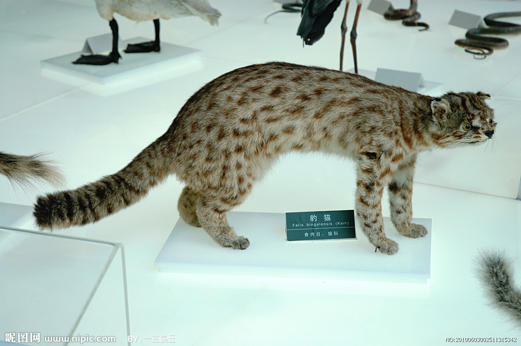  p>獭狸猫(cynogalebennettii),又名 a href="#" data-lemmaid="