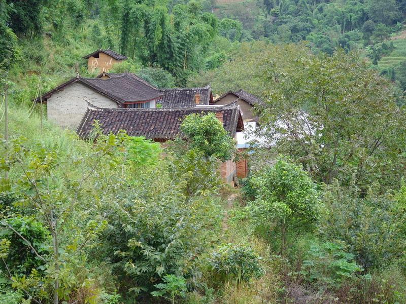 青树村