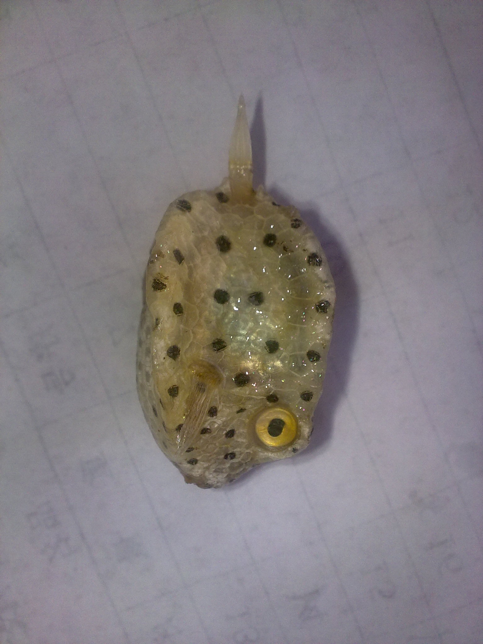  p>观赏鱼是指具有观赏价值的有鲜艳色彩或奇特形状的鱼类.