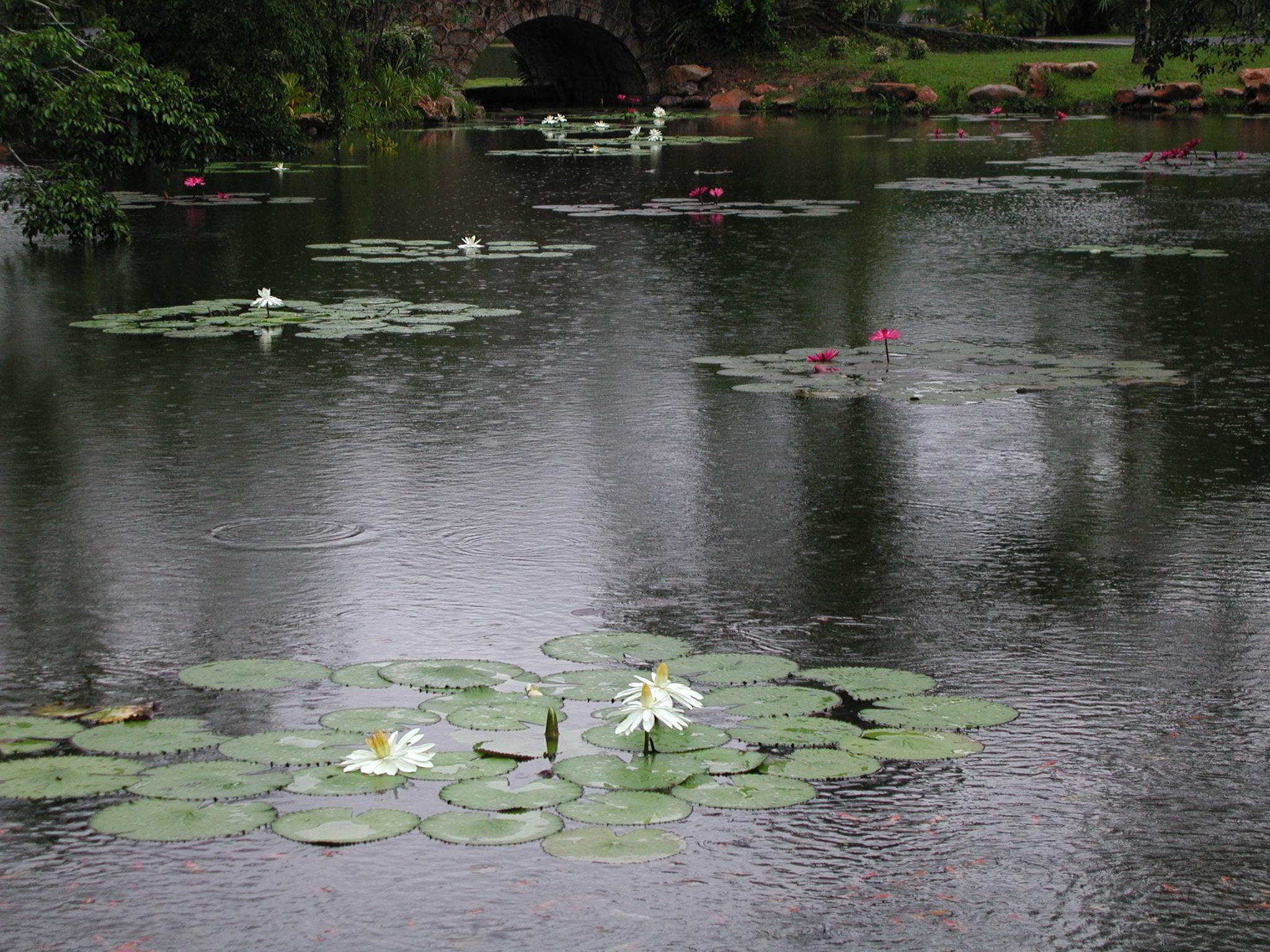 href="#" data-lemmaid="2687659">水生植物 /a>