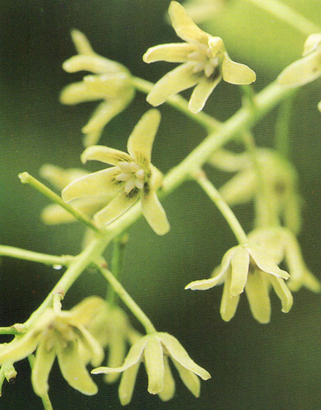  p>亦称"红藤",只有一属唯一种,生长在中国南方各省.