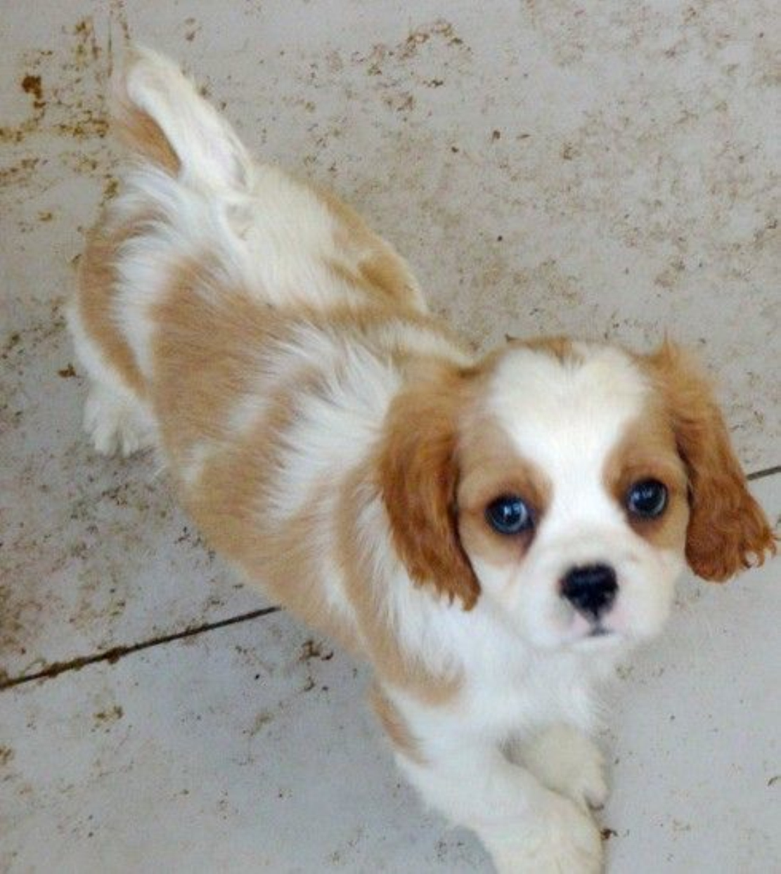 骑士查理王小猎犬