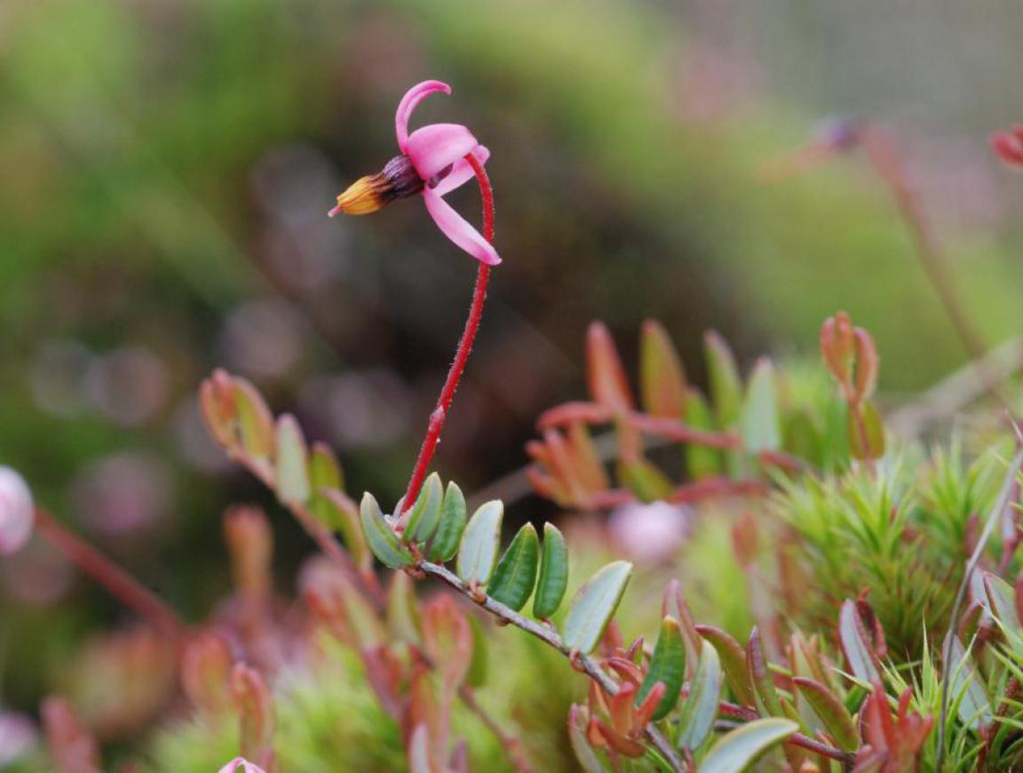  p>红莓苔子(学名: i>vaccinium oxycoccos /i> linn.
