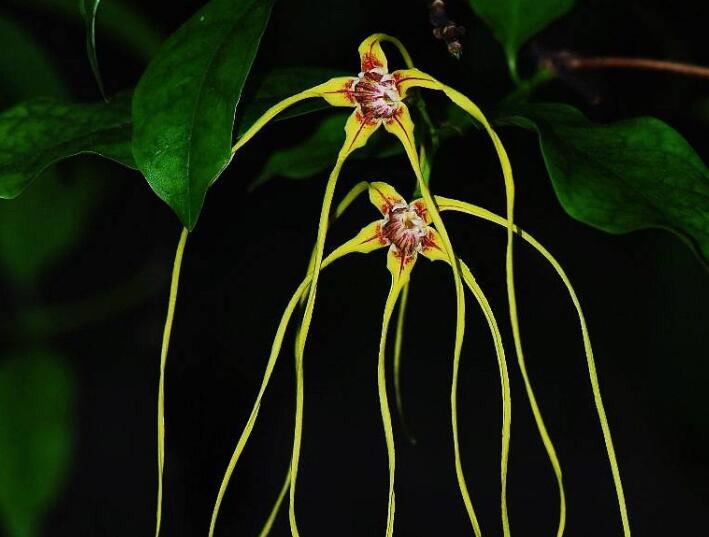  p>羊角拗属 strophanthus dc.