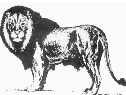  p>开普狮( a href="#" data-lemmaid="807429