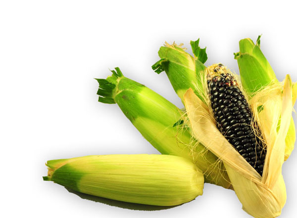 是禾本科,玉蜀黍属一年生草本植物,俗称玉米.