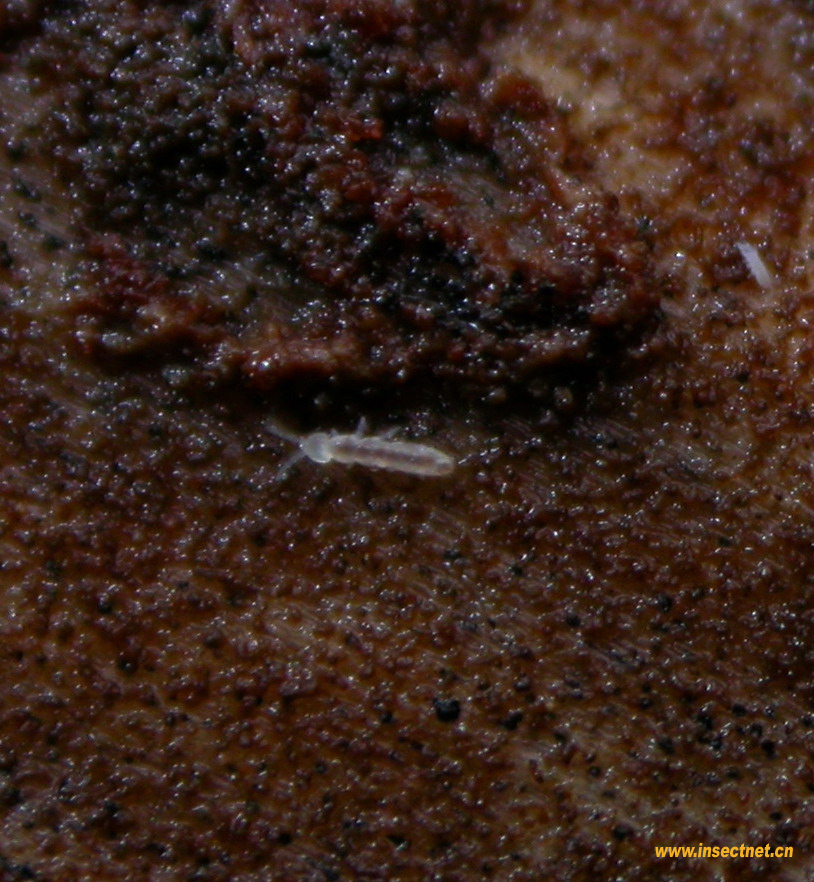  p>跳虫是节肢动物门弹尾纲动物的统称,密集时形似烟灰,又称烟灰虫.