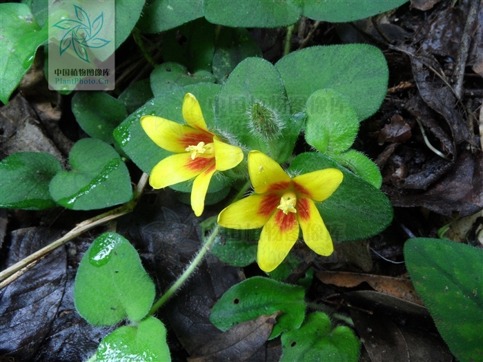 茎纤细,长10~40厘米.叶对生,茎端的2对密聚,呈轮生状,叶片阔卵形或