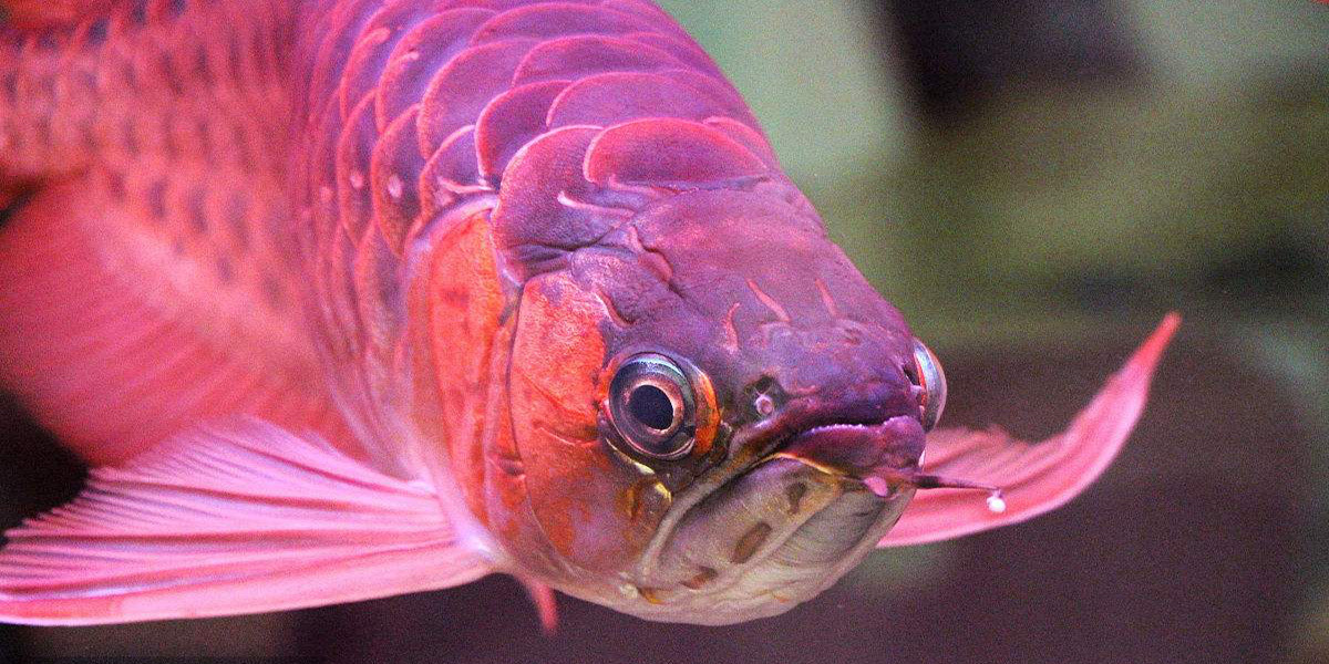  p>紫鱼,学名: i>pristipomoides typus  /i>(bleeker, 1852) ,为 a