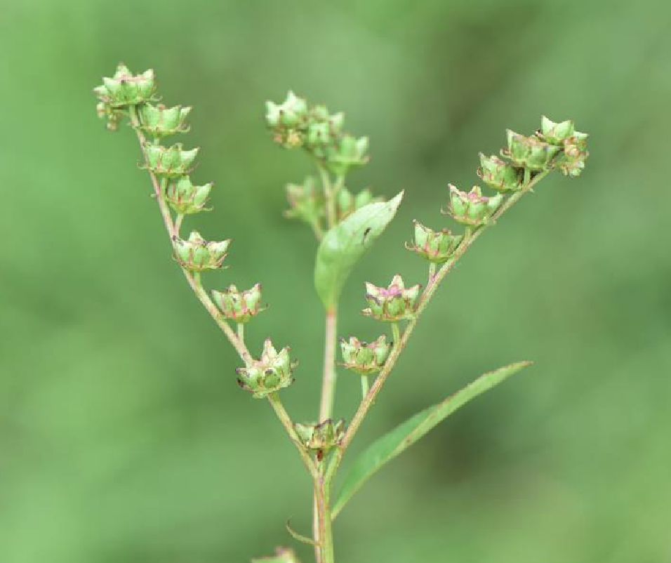  p>扯根菜(学名: i>penthorum chinense /i> pursh)是指虎耳草科扯根