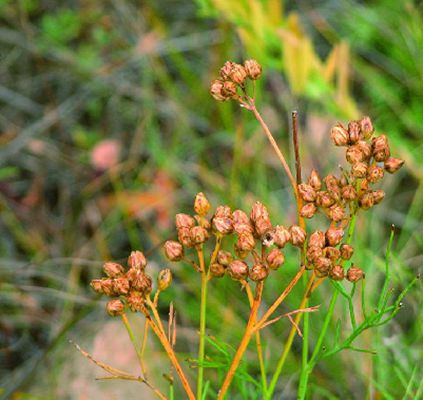  p>乌丹蒿(学名: i>artemisia wudanica /i> liou et w.