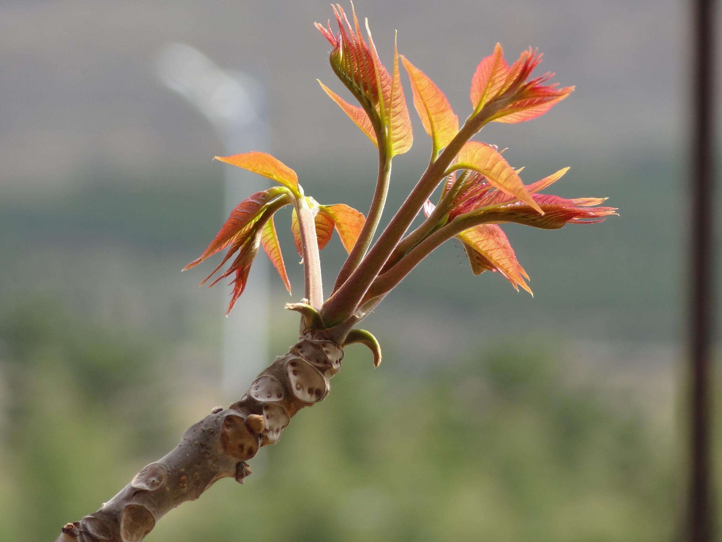  p>香椿(学名: i>toona sinensis /i>)又名香椿芽,香桩头,大红椿树,椿