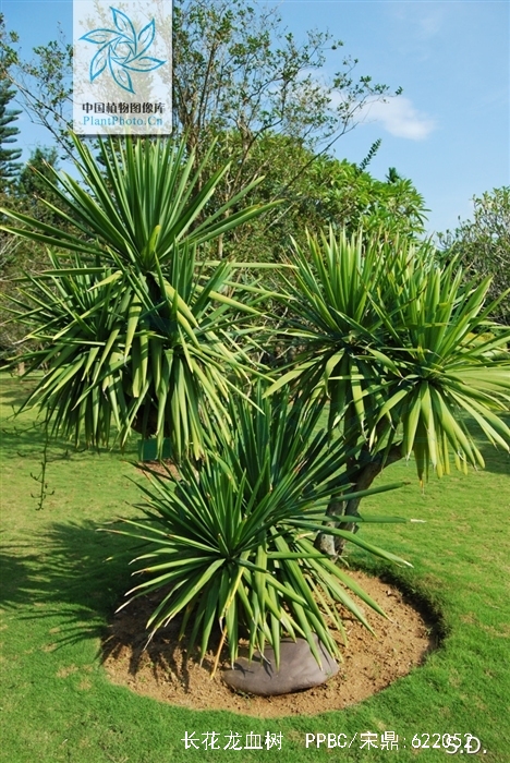  p>长花龙血树是 a data-lemmaid="6947816">龙血树属 /a>植物.