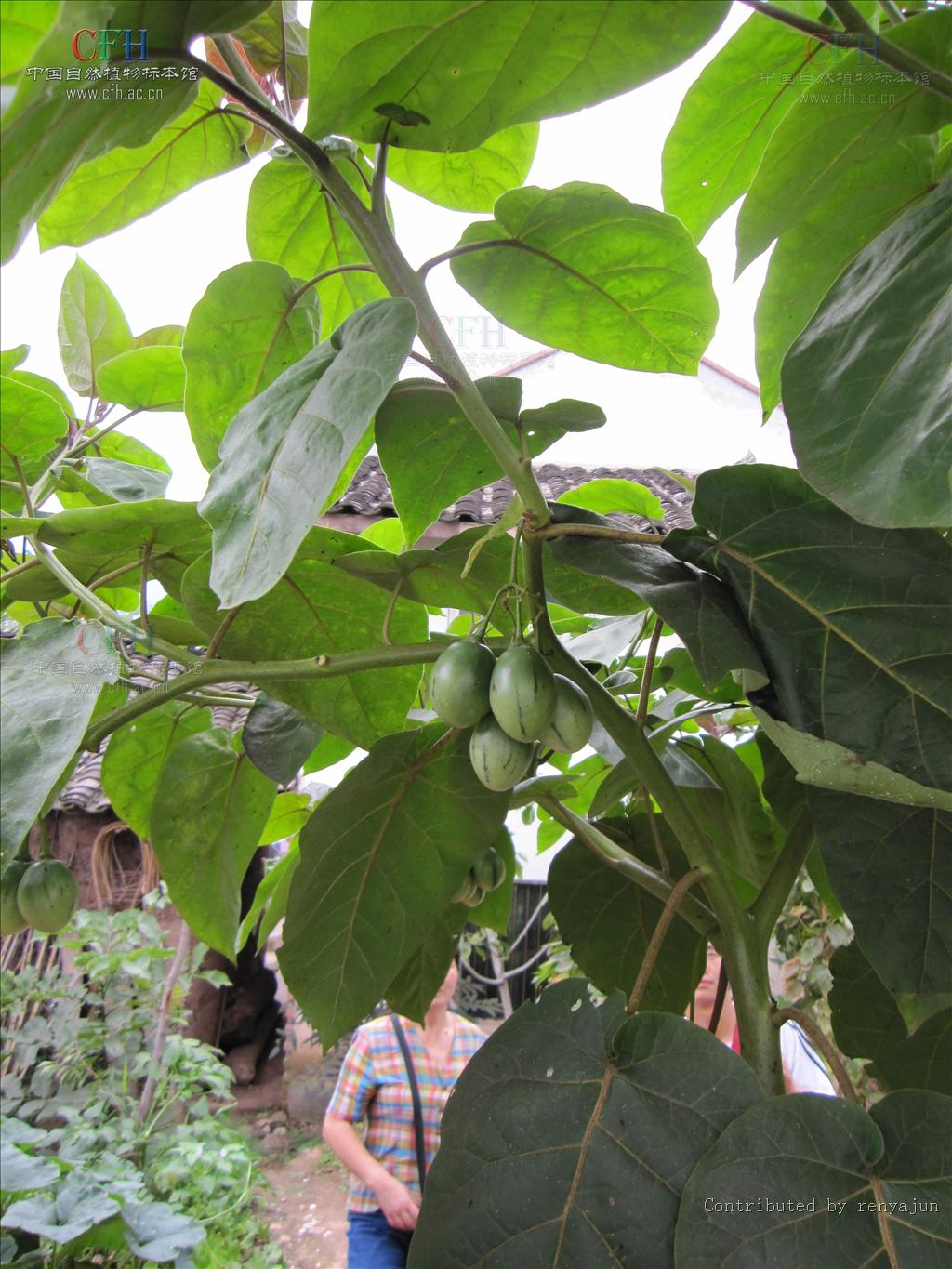  p>树番茄属为茄科茄族茄参亚族的一属,30种,分布于中南美洲, a href=