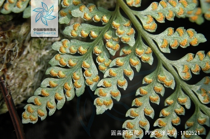  p>圆盖阴石蕨(学名: i>humata tyermanni /i> moore)是骨碎补科,阴石