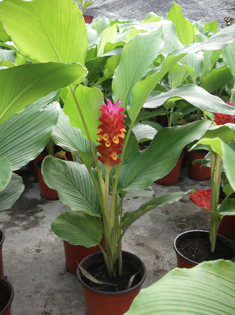  p>大苞姜为姜科植物,生长在森林中荫湿或瀑布附近,多年生细弱草本,株