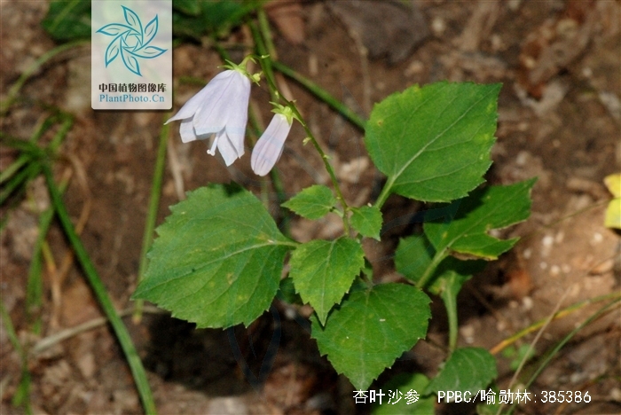  p>杏叶沙参(学名: i>adenophora hunanensis /i> nannf.