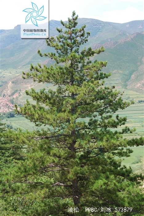  p>油松(学名: i>pinus tabuliformis /i> carr.