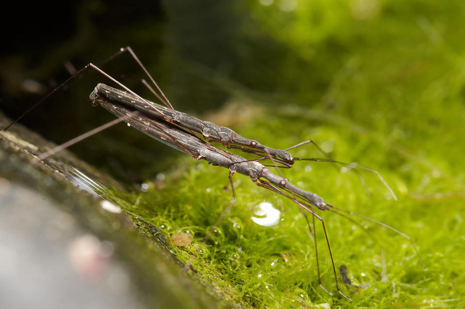 p>水黾科(黾蝽科,gerridae)体型大小相差极大,由1.