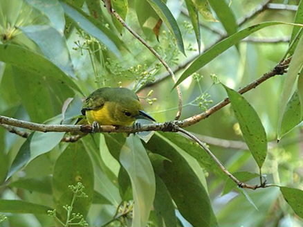  p>大绿雀鹎(学名: i>aegithina lafresnayei /i>,英文名:great iora)