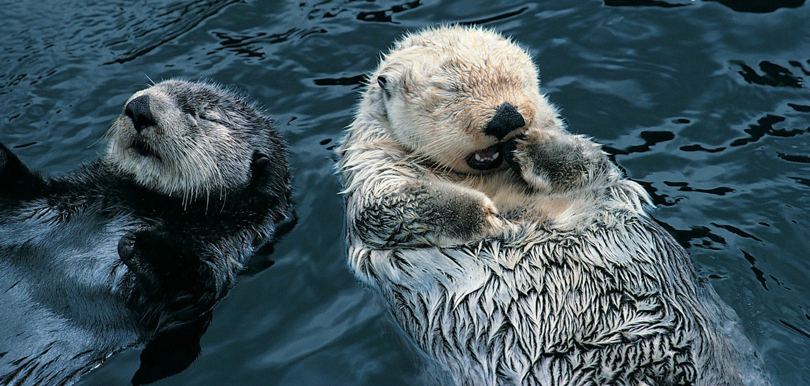  p>秘鲁水獭(学名: i>lontra felina /i>)是鼬科,美洲獭属动物.