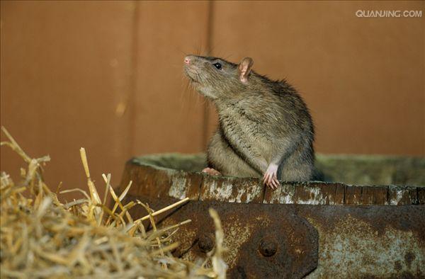 p>褐家鼠(学名 i>: /i> i>rattus norvegicus /i>),也称为褐鼠,大家鼠
