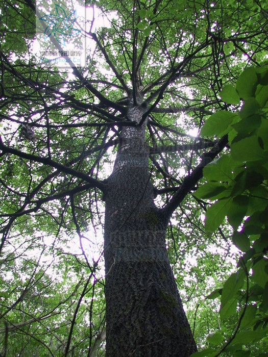 populus cathayana rehder