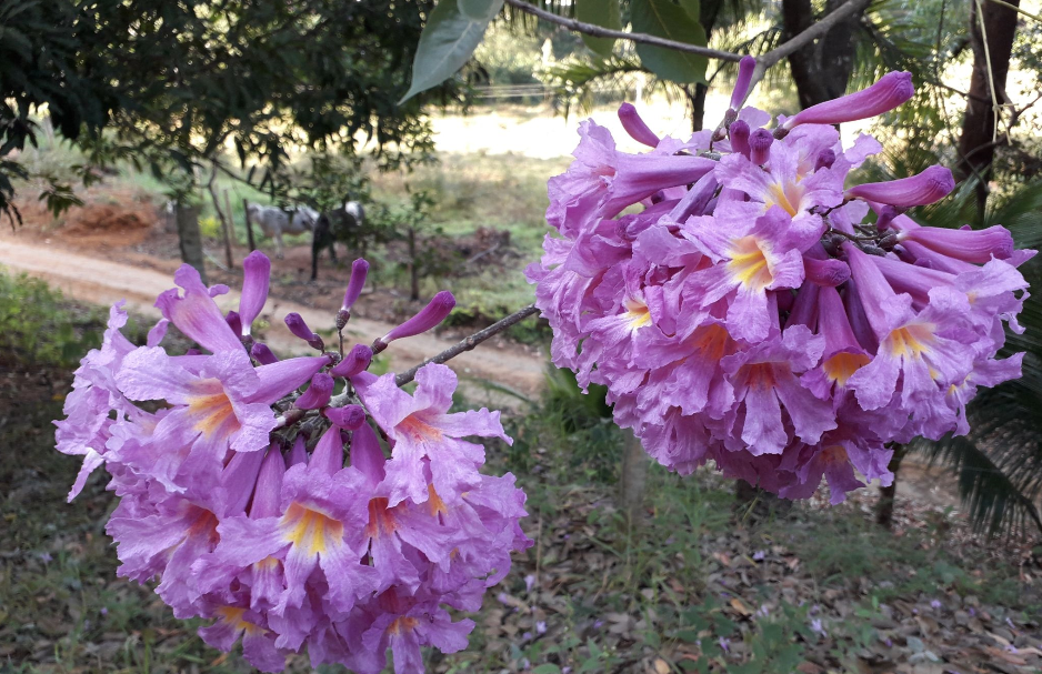 mattos)是紫葳科,风铃木属落叶乔木.