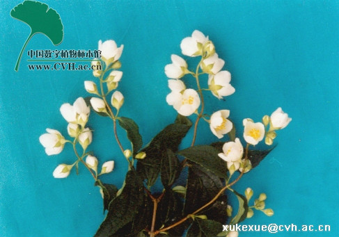 绢毛山梅花(原变种)