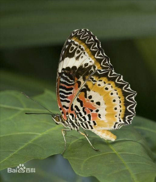  p>老豹蛱蝶 i>(学名:argyronome laodice) /i>,是蛱蝶科豹纹类蝴蝶的