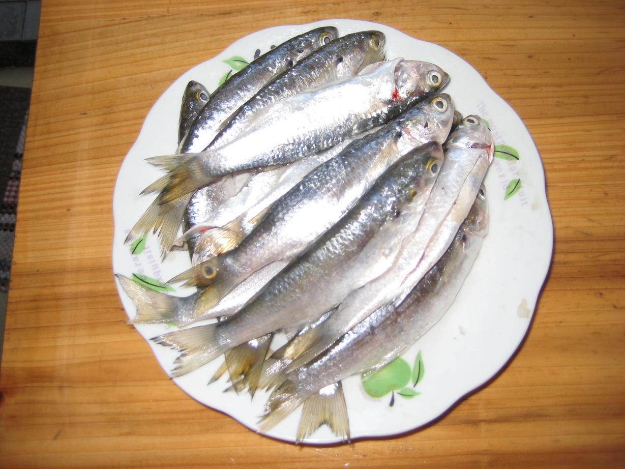  p>乌头鱼又称"新鱼",食植物性食物,往往生活在