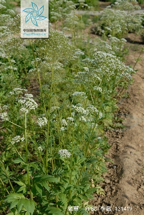  p>缬草(拉丁学名: i>valeriana officinalis /i> l.