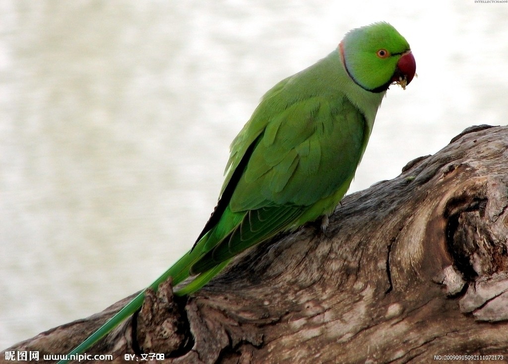 青绿锥尾鹦鹉墨西哥亚种