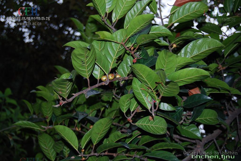 ficus nervosa heyne ex roth
