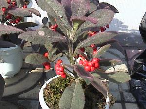  p>虎舌红(学名: i>ardisia mamillata /i> hance)为紫金牛科,紫金牛